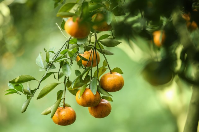 Quả tươi Núi Cấm. Quả tươi Núi Cấm.