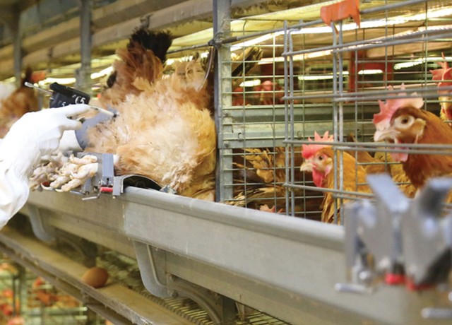 Quý II, Dabaco ước lãi hơn 321 tỷ đồng, bù đắp được khoản lỗ trong quý I.