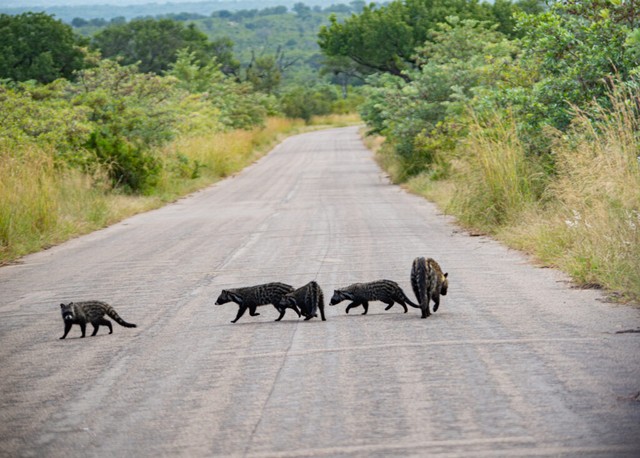 Thong dong giữa đại lộ.