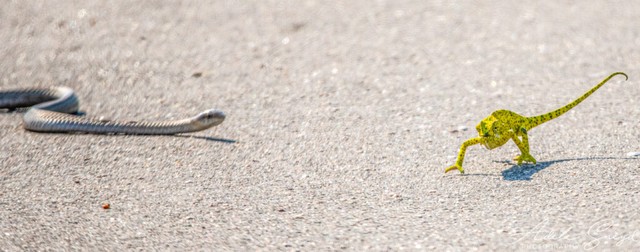 Con rắn Boomslang tiếp cận chú tắc kè đang bị mắc kẹt trên đường.