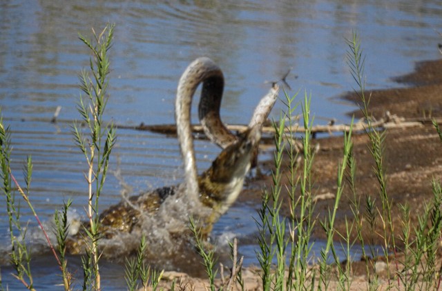 Cá sấu được biết đến là thợ săn điêu luyện dưới mặt nước nhờ khả năng rình rập và sức mạnh kinh hồn của chúng. Cá sấu được biết đến là thợ săn điêu luyện dưới mặt nước nhờ khả năng rình rập và sức mạnh kinh hồn của chúng.