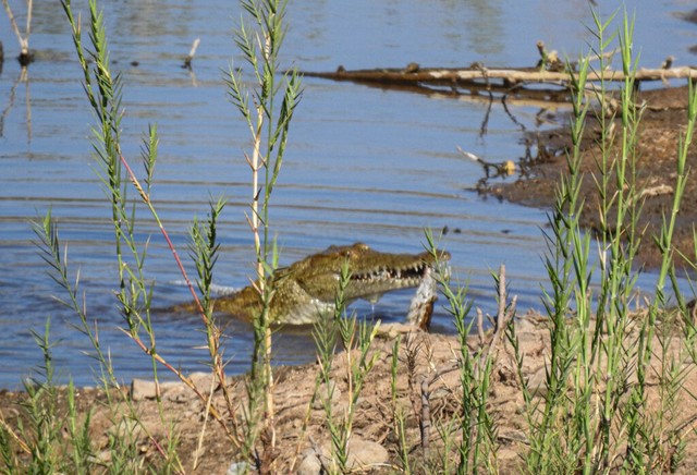 Mặc dù có bộ dạng hung tợn, nhưng cá sấu không phải là loài động vật sẵn sàng "ăn tươi nuốt sống" con mồi. Mặc dù có bộ dạng hung tợn, nhưng cá sấu không phải là loài động vật sẵn sàng "ăn tươi nuốt sống" con mồi.