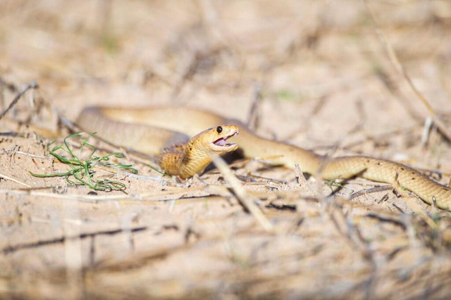 Hình ảnh "kẻ săn mồi" rắn hổ mang. Hình ảnh "kẻ săn mồi" rắn hổ mang.