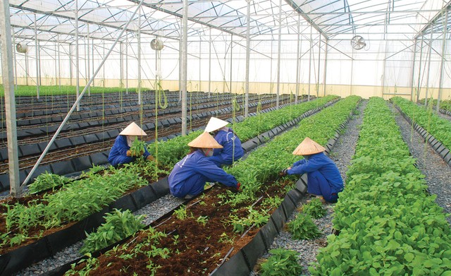 Ngân hàng “truyền lửa” cho nông nghiệp Việt Nam ảnh 2