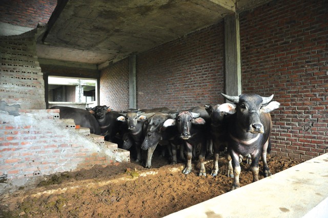 Thu hồi nợ xấu qua thi hành án dân sự: Việc khó cần chung tay ảnh 1