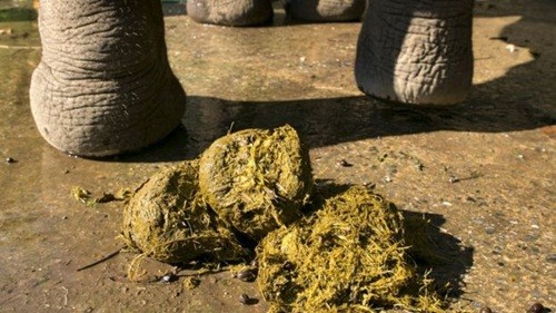 phat-tai-nho-lam-giay-tu-phan-voi-1