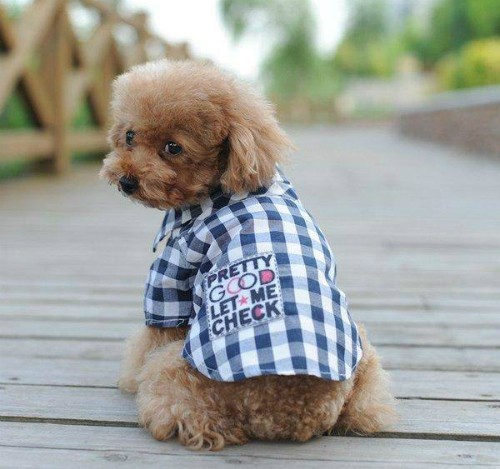 Thời trang cho thú cưng rất đa dạng. shop-phu-kien-thu-cung-online-an-nen-lam-ra-nho-san-phm-doc-2