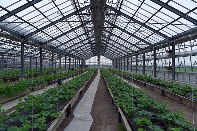 Nông trại Yokoyama rộng 1,2 ha chủ yếu sản xuất 2 mặt hàng nông sản là cà chua và dưa lưới chất lượng cao.