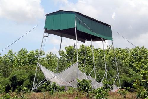 Chòi nuôi dơi của bác sĩ Hoài và ông Sáu phối hợp làm. Ảnh: Phước Tuấn Chòi nuôi dơi của bác sĩ Hoài và ông Sáu phối hợp làm. Ảnh: Phước Tuấn