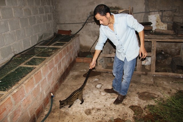 Cử nhân đại học về quê nuôi chồn, trồng tiêu, thu nhập trăm triệu ảnh 2