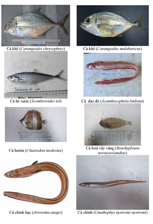 154-hai-san-tang-day-thuong-gap-o-bien-4-tinh-mien-trung