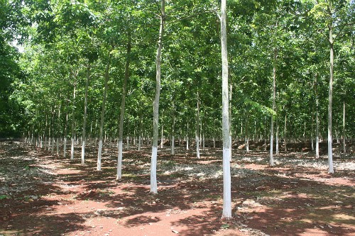 du-an-truong-dua-ngua-100-trieu-usd-o-binh-phuoc-bi-thu-hoi