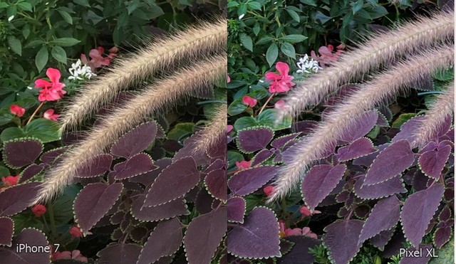  iPhone 7 và Google Pixel đọ camera ảnh 5