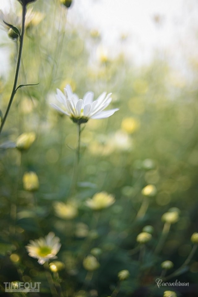 Cúc họa mi 'đón' mùa tinh khôi ảnh 5