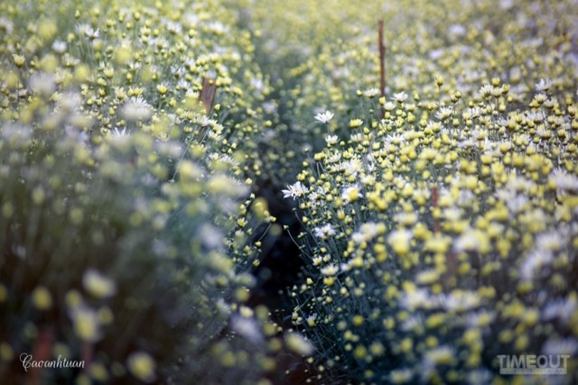 Cúc họa mi 'đón' mùa tinh khôi ảnh 4