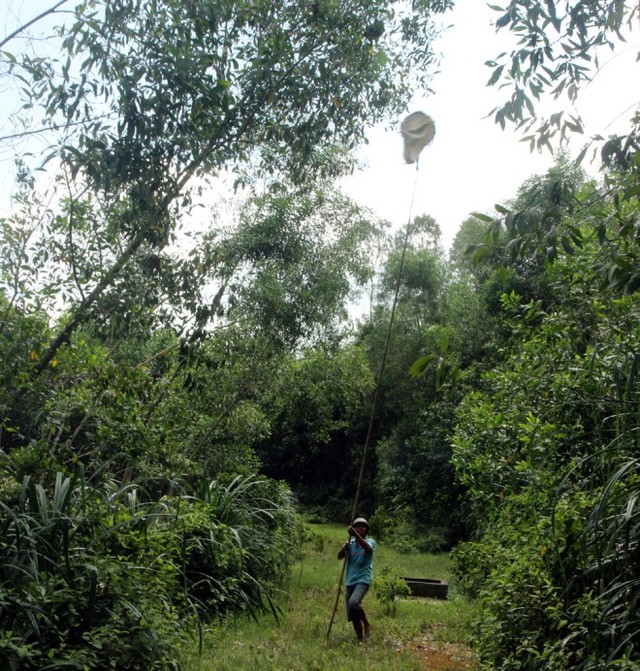 Săn trứng kiến kiếm tiền triệu ở Quảng Nam ảnh 2