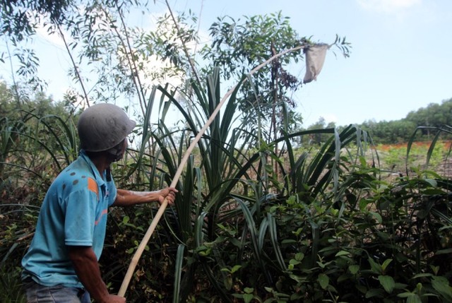 Săn trứng kiến kiếm tiền triệu ở Quảng Nam ảnh 3