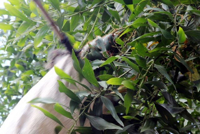 Săn trứng kiến kiếm tiền triệu ở Quảng Nam ảnh 4