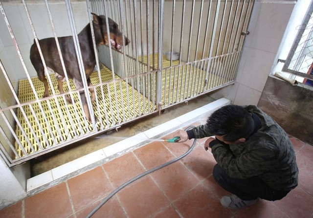  Trại chó doberman tiền tỷ của chàng trai 8x ảnh 3