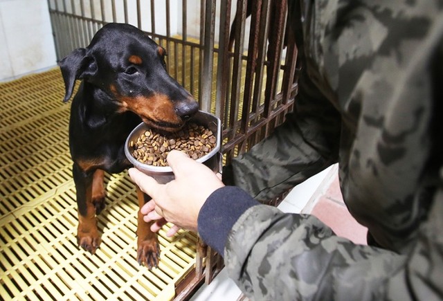  Trại chó doberman tiền tỷ của chàng trai 8x ảnh 5