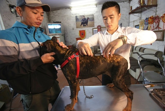  Trại chó doberman tiền tỷ của chàng trai 8x ảnh 6