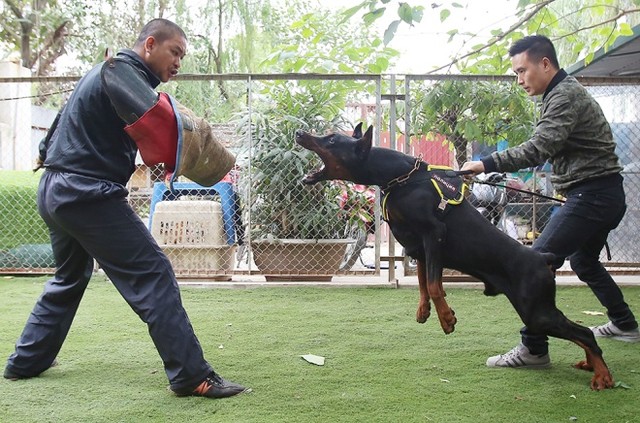  Trại chó doberman tiền tỷ của chàng trai 8x ảnh 7