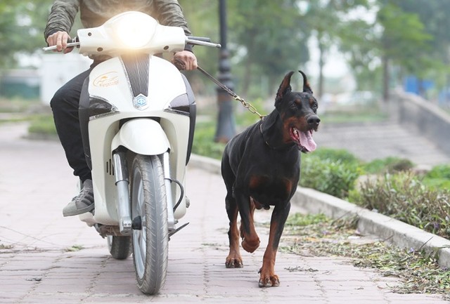 Trại chó doberman tiền tỷ của chàng trai 8x ảnh 9