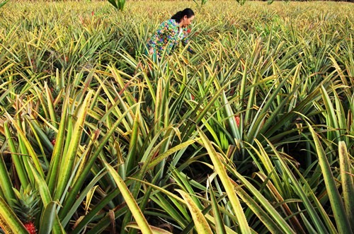 trong-khom-son-ban-tet-kiem-tram-trieu-dong-o-mien-tay