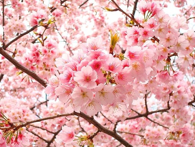 Đi tìm điểm ngắm hoa mùa xuân đẹp nhất Việt Nam - 5