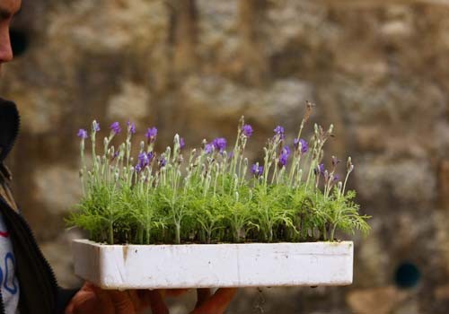 doc-dao-bonsai-lavender-choi-tet