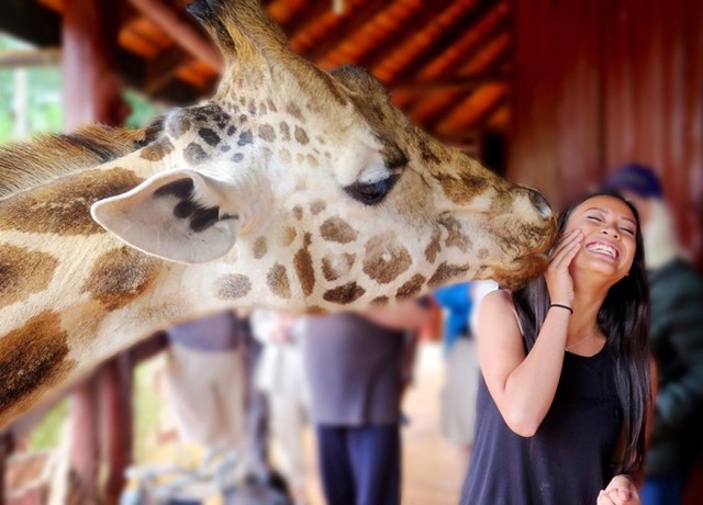 Du khách 'ngã ngửa' vì hươu cao cổ dùng lưỡi khi hôn