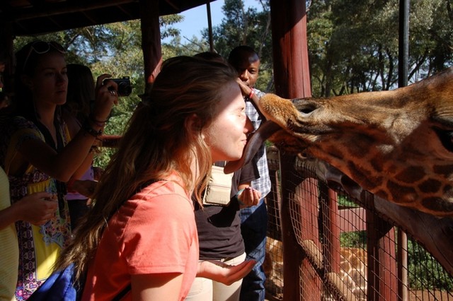 Du khách 'ngã ngửa' vì hươu cao cổ dùng lưỡi khi hôn