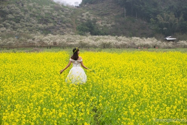 Những cung đường phía Bắc ngắm hoa xuân đẹp mê hồn ảnh 2