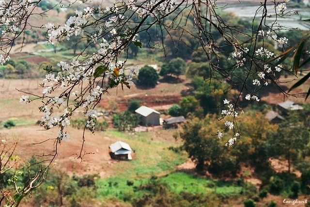 Những cung đường phía Bắc ngắm hoa xuân đẹp mê hồn ảnh 8