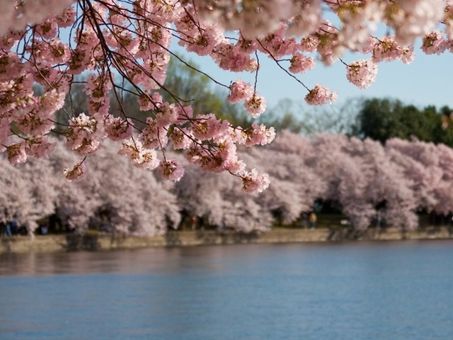 Ba thành phố hoa anh đào nổi tiếng thế giới ảnh 12