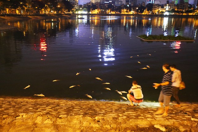 Cá chết la liệt trên mặt hồ Hoàng Cầu ảnh 1