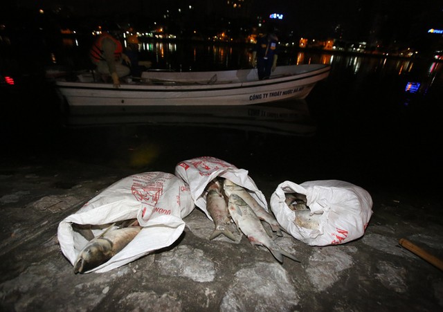 Cá chết la liệt trên mặt hồ Hoàng Cầu ảnh 6