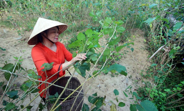 Khách APEC được hướng dẫn phân biệt lụa thật - giả ở Hội An ảnh 3