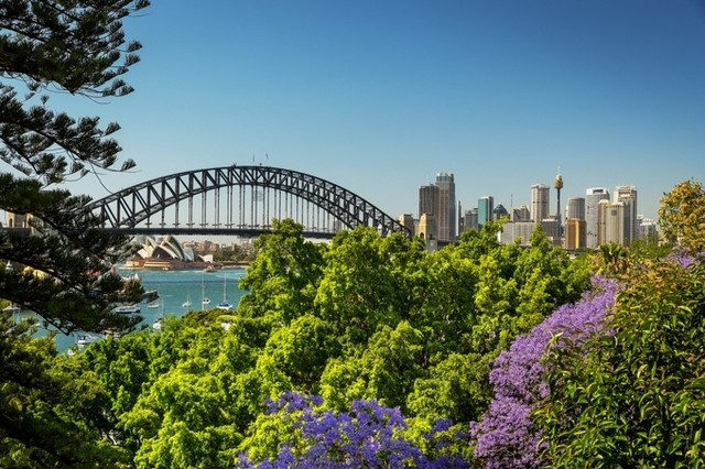 Mùa phượng tím rực rỡ ở Sydney ảnh 2