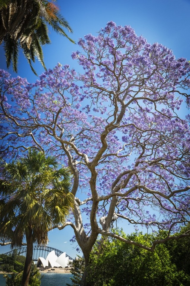 Mùa phượng tím rực rỡ ở Sydney ảnh 7
