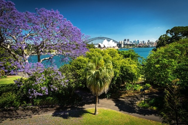 Mùa phượng tím rực rỡ ở Sydney ảnh 8