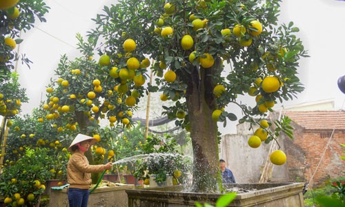Nhưng cây cảnh độc giá tới tiền tỷ cho Tết Mậu Tuất - 1