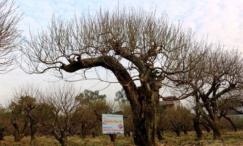 Nhưng cây cảnh độc giá tới tiền tỷ cho Tết Mậu Tuất - 3