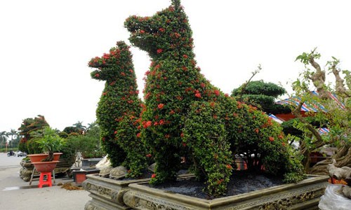 Nhưng cây cảnh độc giá tới tiền tỷ cho Tết Mậu Tuất