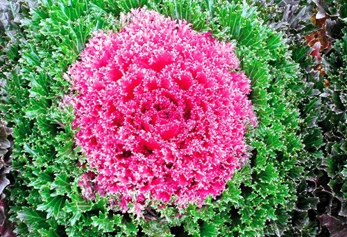 Nông sản độc đáo vào chậu cảnh chưng Tết - 3