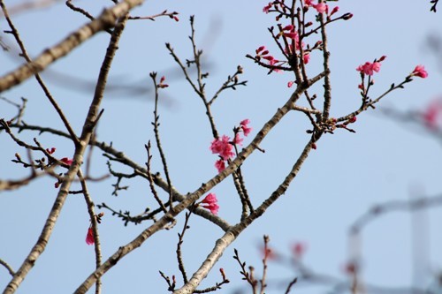 Những cây hoa anh đào chuôngchi chít nụ, hoa. Ảnh: Giang Chinh