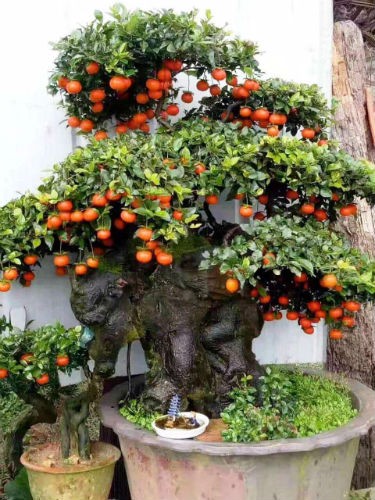 Gần 900 triệu đồng một cây hồng đá cổ thụ chơi Tết ảnh 2