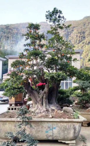 Gần 900 triệu đồng một cây hồng đá cổ thụ chơi Tết ảnh 1