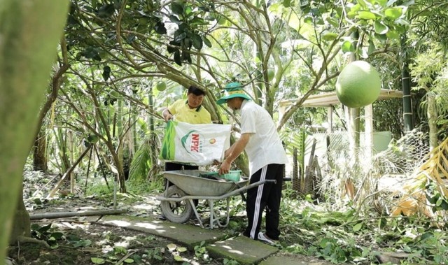 Cán bộ Phân bón Cà Mau luôn đồng hành cùng bà con trong từng giai đoạn phát triển của vườn cây