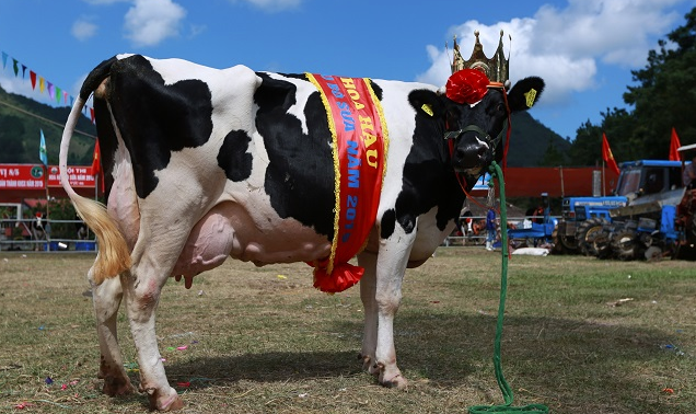 Tháng 10 về Mộc Châu xem thi Hoa hậu Bò sữa ảnh 1